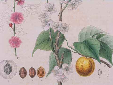 『Flora Japonica』ウメ  Prunus mume Sieb. et Zucc.
